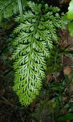 Asplenium rutifolium