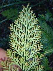 Asplenium rutifolium