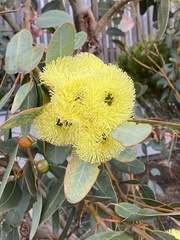 Eucalyptus preissiana
