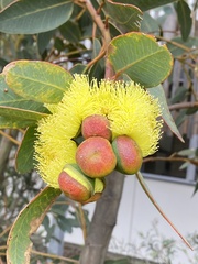 Eucalyptus preissiana