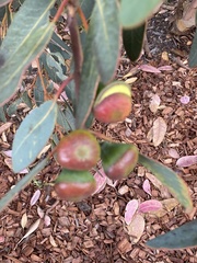 Eucalyptus preissiana