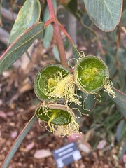 Eucalyptus preissiana