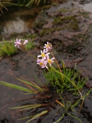 Tulbaghia coddii