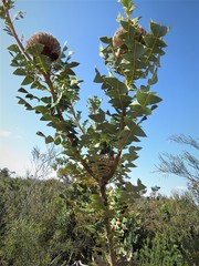 Banksia baxteri