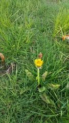 Taraxacum officinale