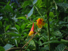 Tropaeolum tuberosum