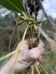 Eucalyptus viminalis cygnetensis