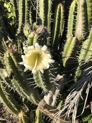 Cereeae