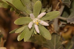 Kissenia capensis image