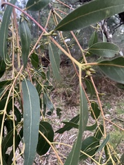 Eucalyptus viminalis cygnetensis