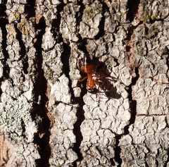 Opisthopsis
