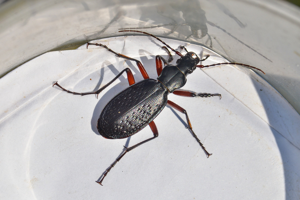 Carabus biebersteini