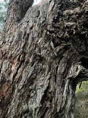 Eucalyptus viminalis cygnetensis