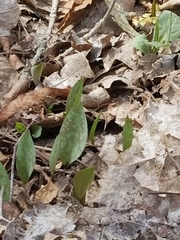 Erythronium americanum
