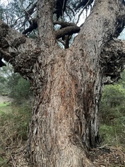 Eucalyptus viminalis cygnetensis