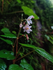 Begonia crenata