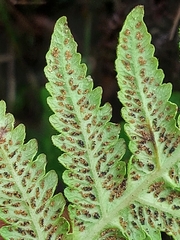 Leptogramma pozoi