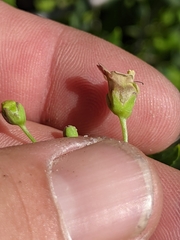 Scrophularia parviflora