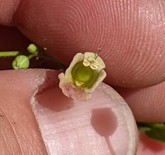 Scrophularia parviflora