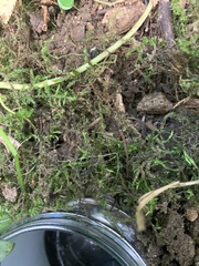 Plagiomnium undulatum