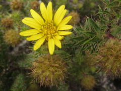 Cullumia carlinoides