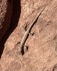 Cryptoblepharus zoticus