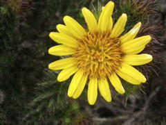 Cullumia carlinoides