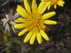 Cullumia carlinoides