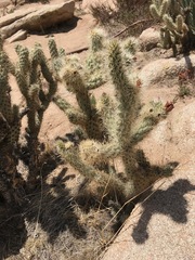 Cylindropuntia wolfii