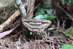 Spirama helicina