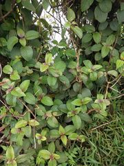 Phyllostegia grandiflora