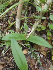 Habenaria arenaria