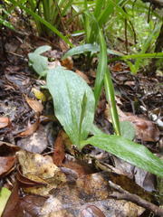Habenaria arenaria