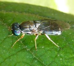 Cephalochrysa calopa