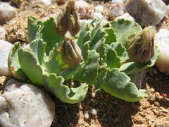 Othonna taraxacoides