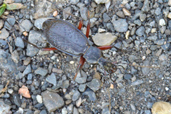 Carabus biebersteini ingusch