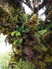 Adenophorus tamariscinus