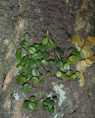 Peperomia retusa