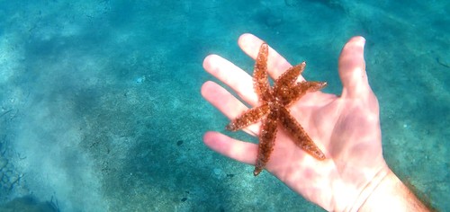 Bodljikava zvjezdača (Coscinasterias tenuispina)