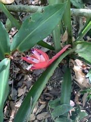 Billbergia pyramidalis