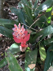 Billbergia pyramidalis