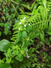 Clinopodium chinense
