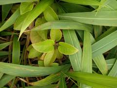 Phyllostegia grandiflora
