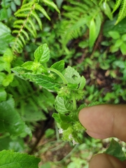 Clinopodium chinense