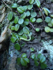 Peperomia retusa