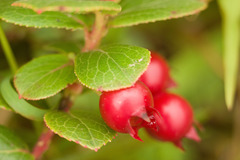 Vaccinium dentatum