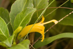 Scaevola glabra