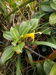 Scaevola glabra