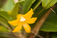 Scaevola glabra