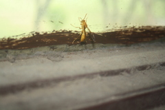 Polistes wattii
